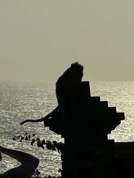 Monkey at Uluwatu Temple